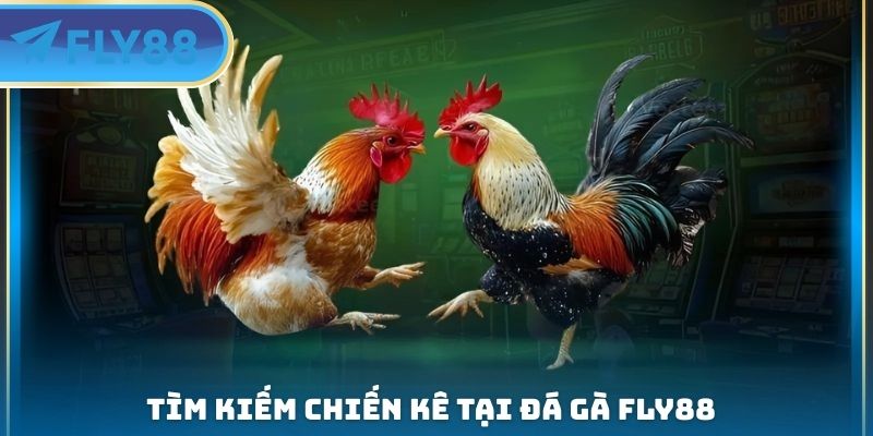 Đá Gà FLY88 - Tổ Chức Trận Đấu Công Bằng Giữa Các Chiến Kê