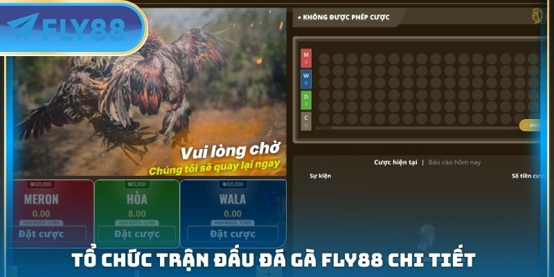 Đá Gà FLY88 - Tổ Chức Trận Đấu Công Bằng Giữa Các Chiến Kê